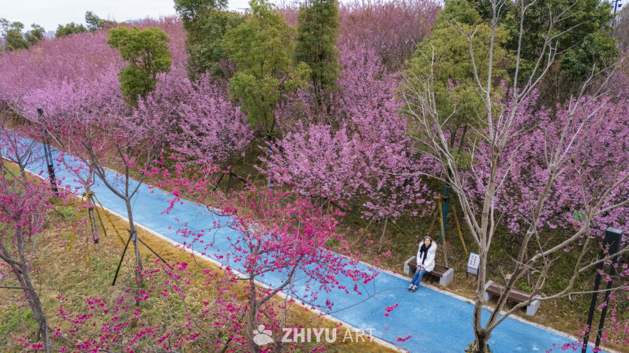 樱花盛开的公园