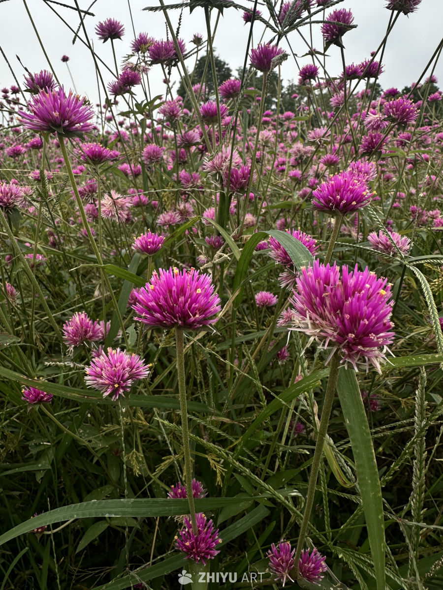 紫色花海的春天