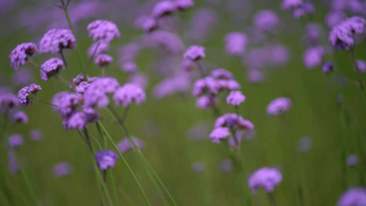 花海视频