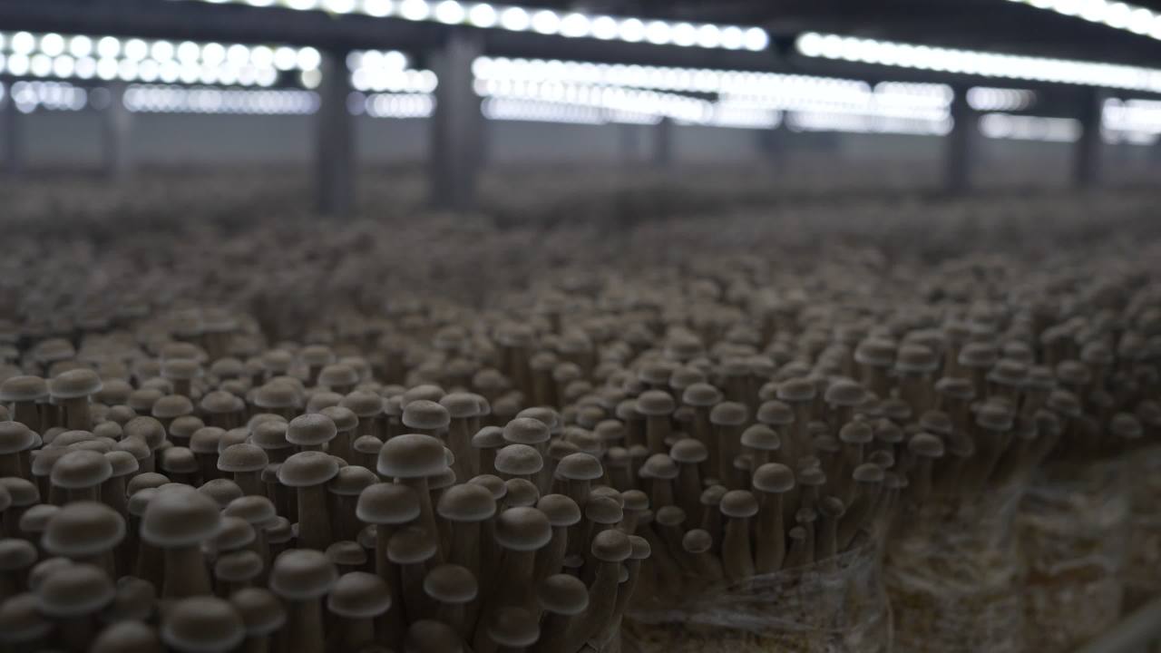 鹿茸菇鲜脆可口， 8