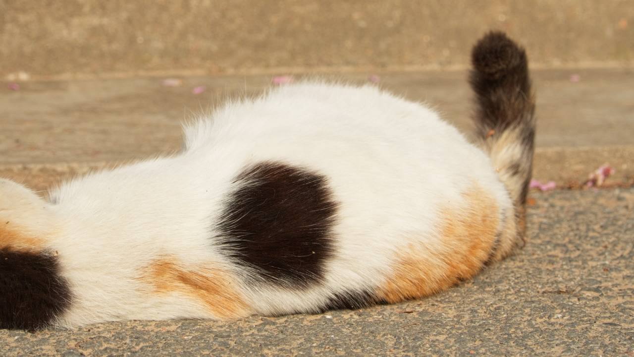 公园的小猫咪流浪猫 21
