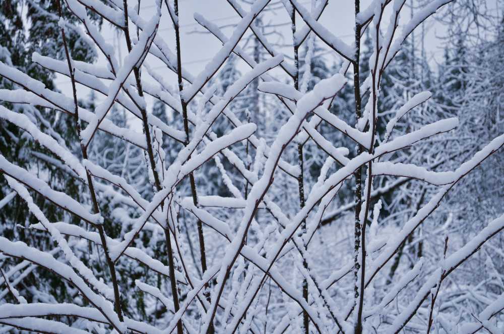 雪冷冬天树