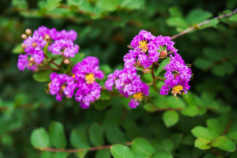 紫薇花 3