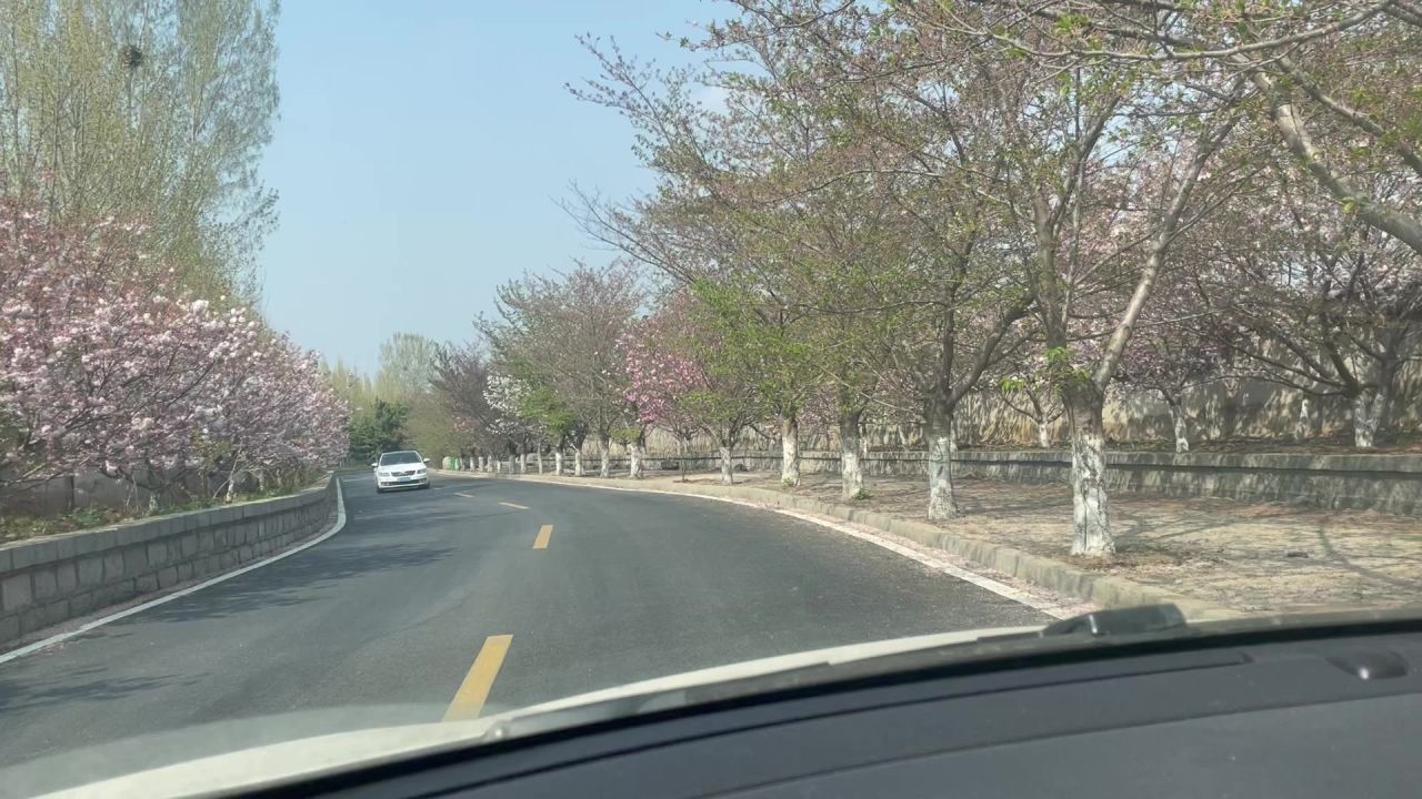 樱花山春季旅游自然风景树木车内外拍记录素材
