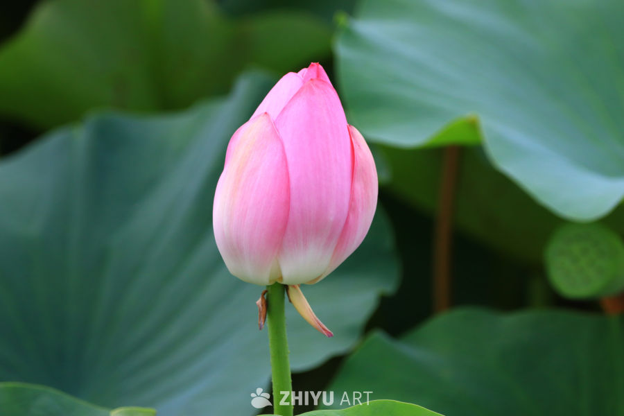 盛夏荷花 232