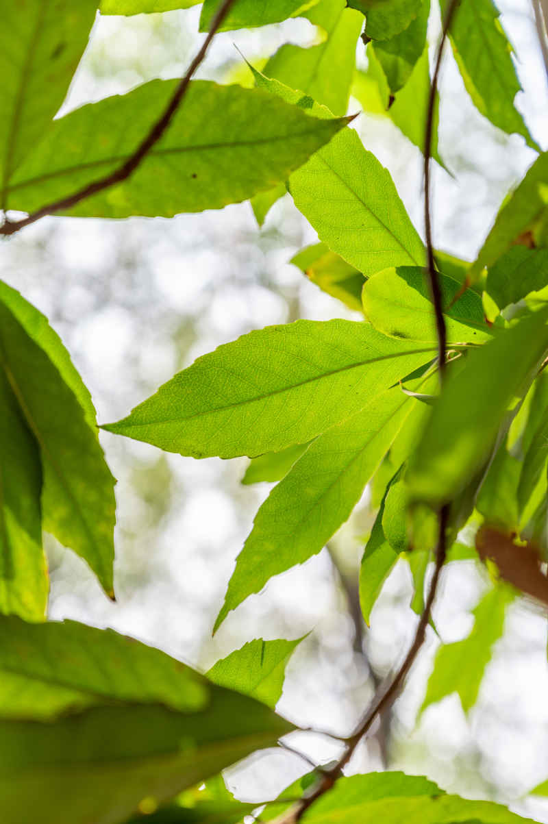 石楠