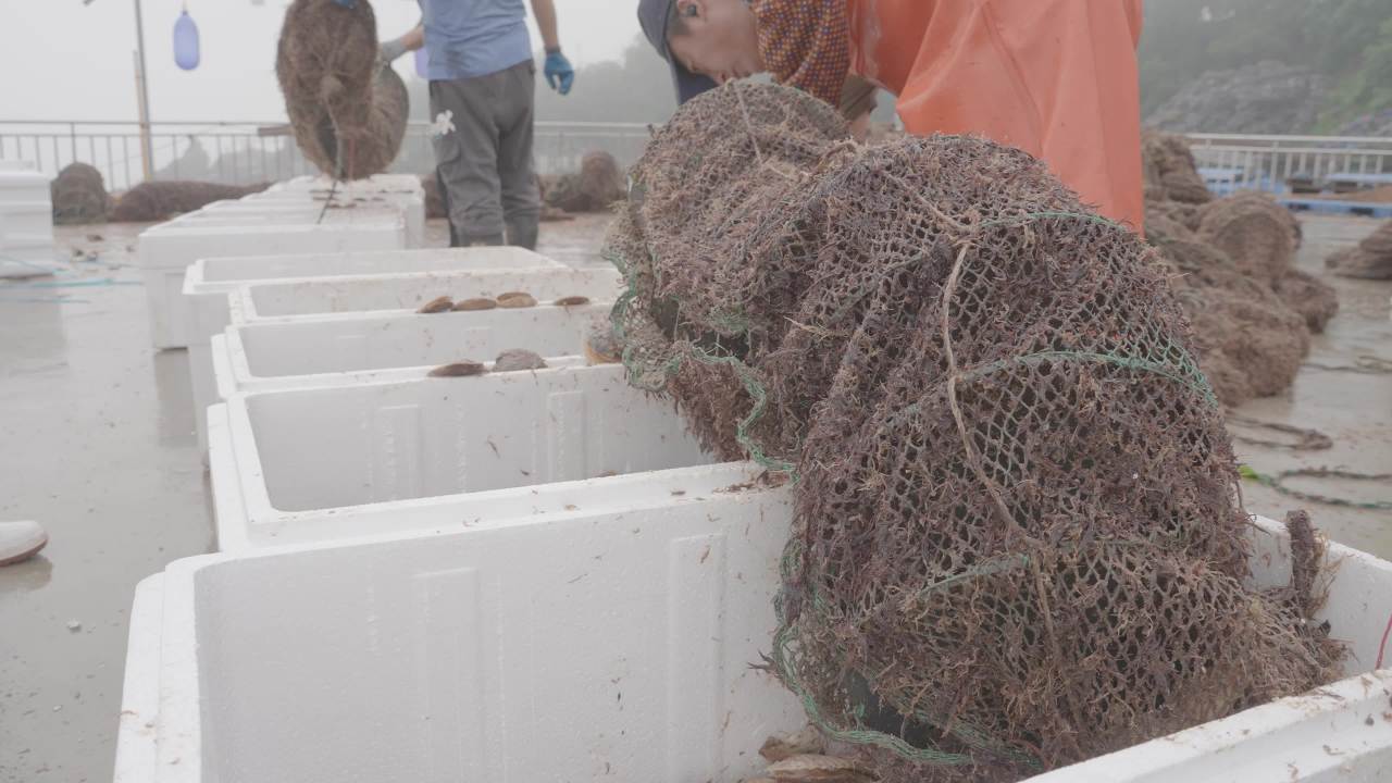 码头扇贝捕捞收获