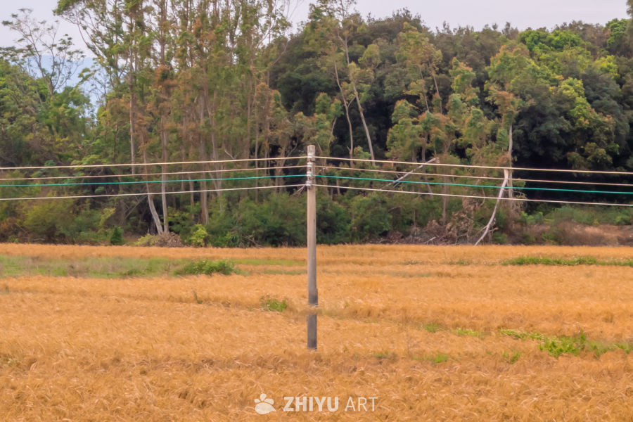 金黄田野的宁静一角