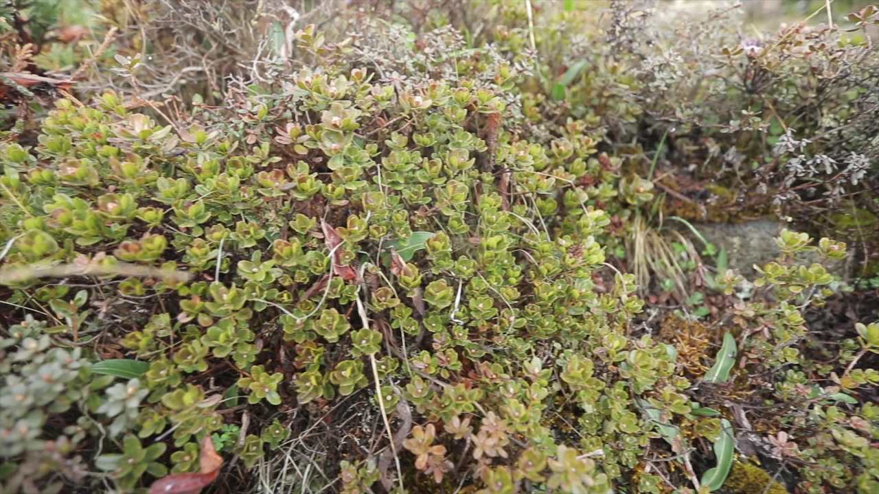 高原植物合集