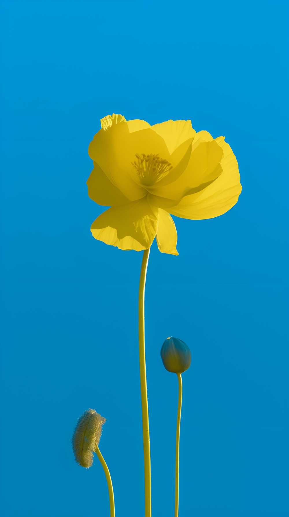 摄影图花花治愈