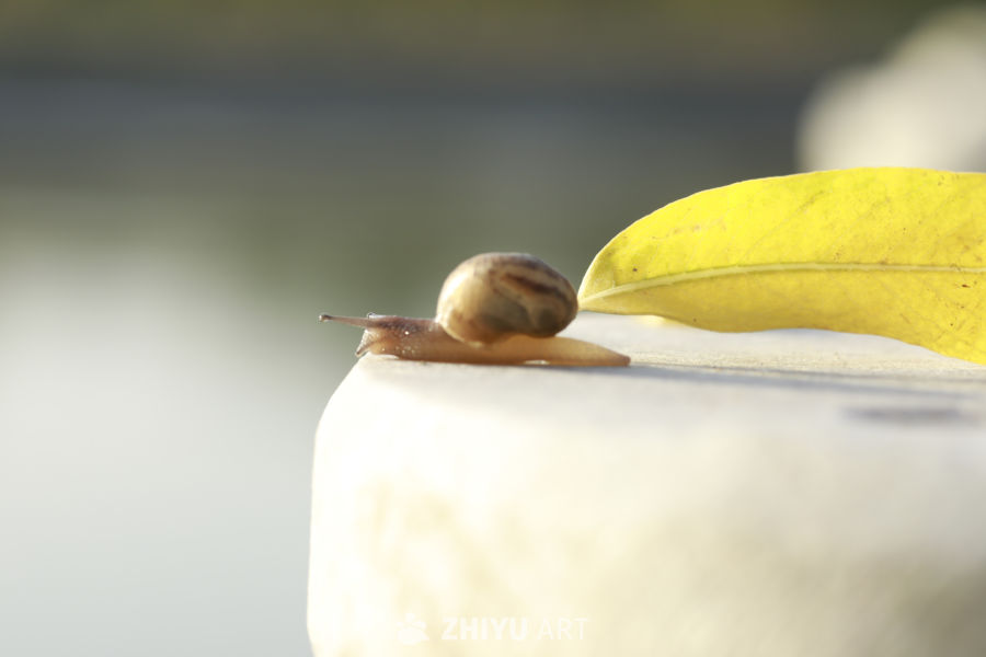 蜗牛与阳光
