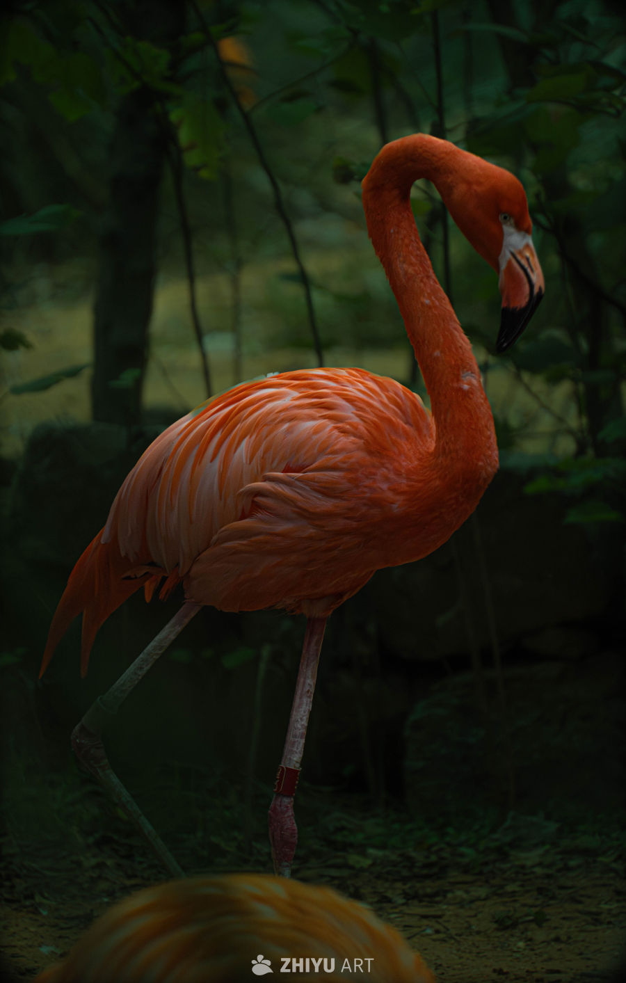 森林中的火烈鸟