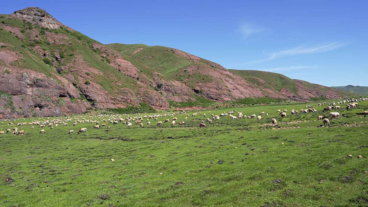广阔草原上放牧牛羊的人群