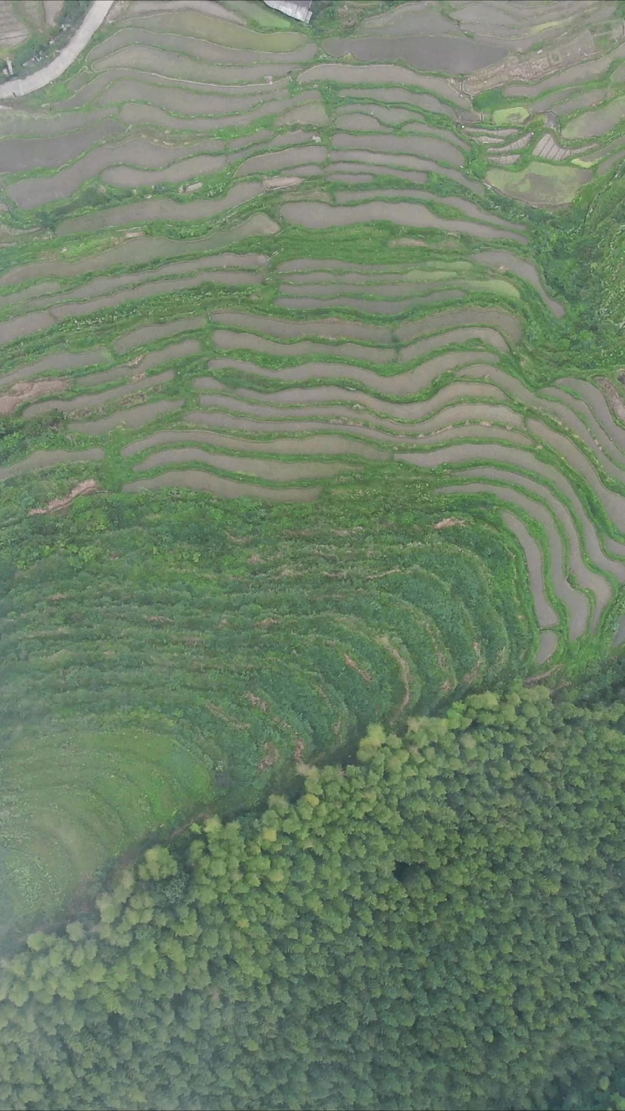 俯拍梯田农田种植竖屏