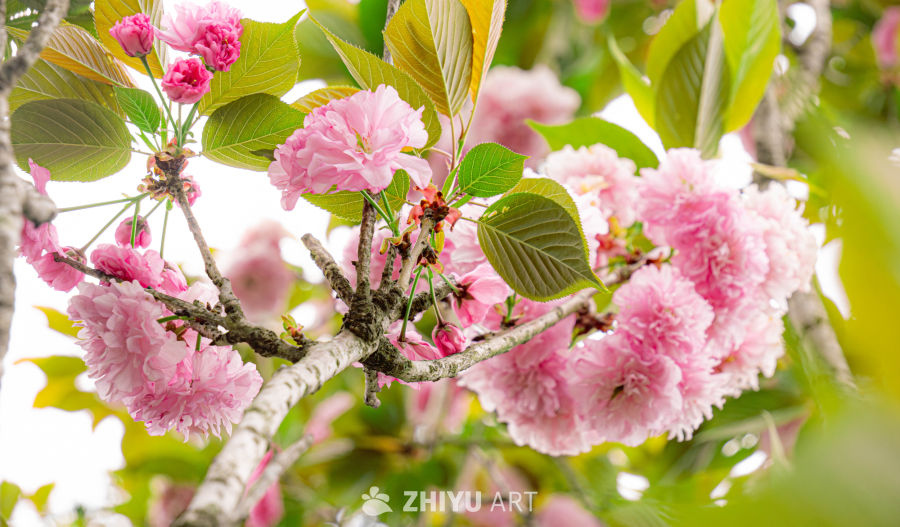 春日樱花绽放