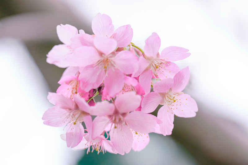 樱花季 43