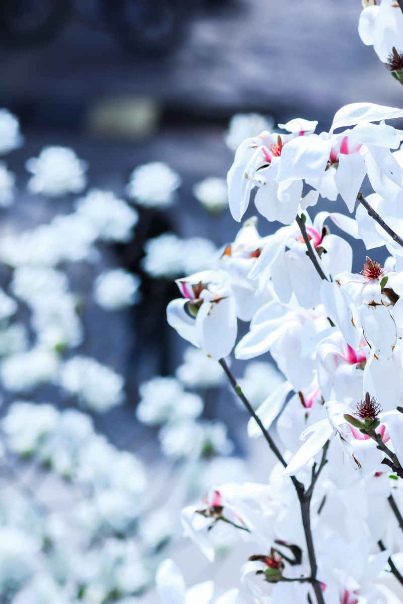 花卉摄影 6