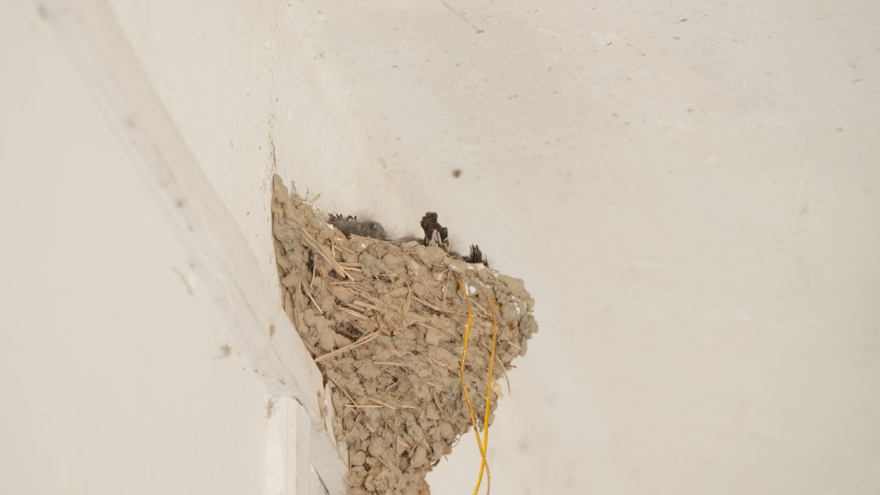 屋顶燕窝小燕子家燕雏鸟 6