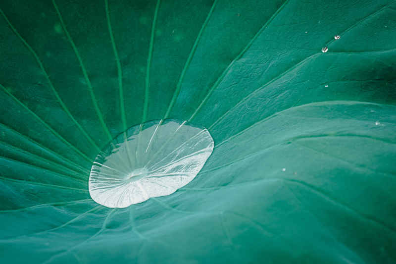 夏雨荷 4