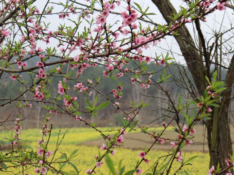 春色桃花相映开 7