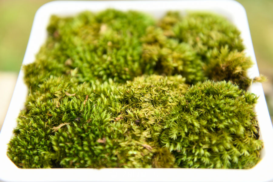 苔藓植物种植 14