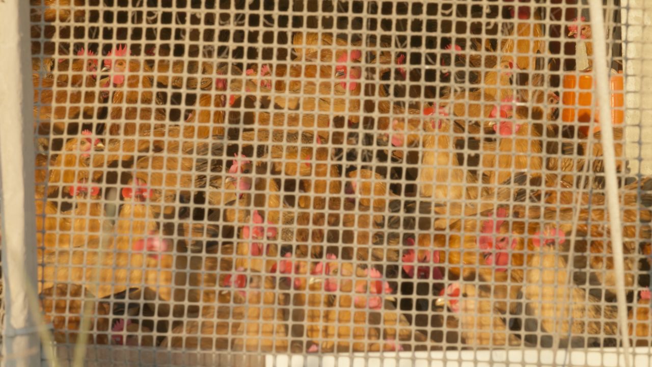 农村家禽散养老母鸡土鸡柴鸡 9