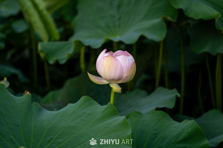 荷花 9