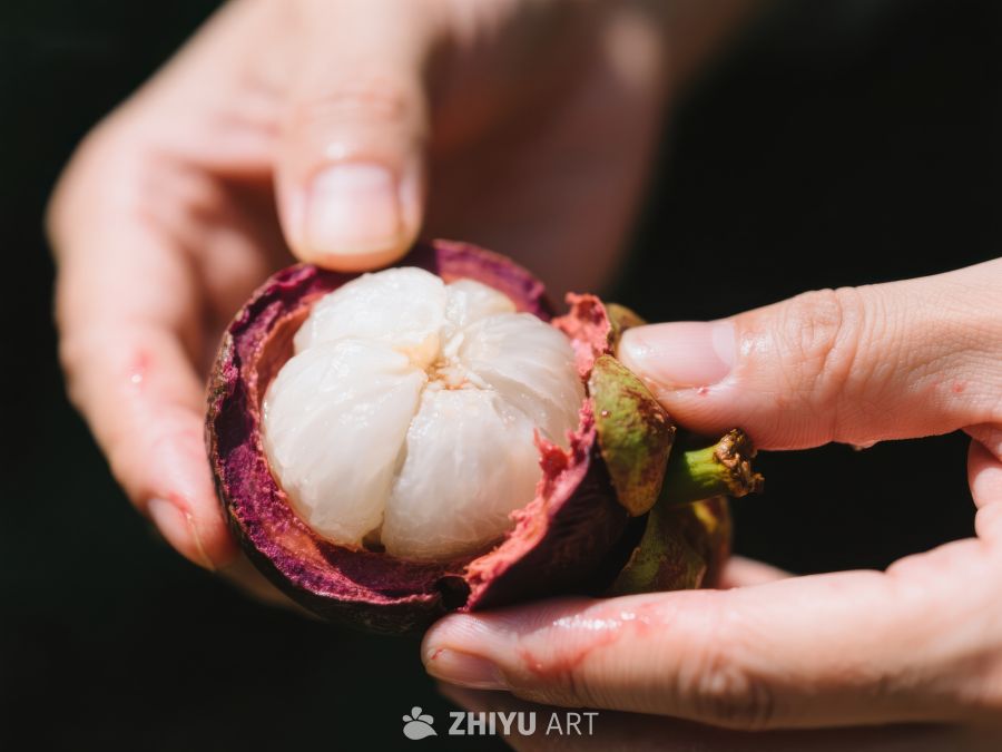 双手捧着新鲜的山竹果 504