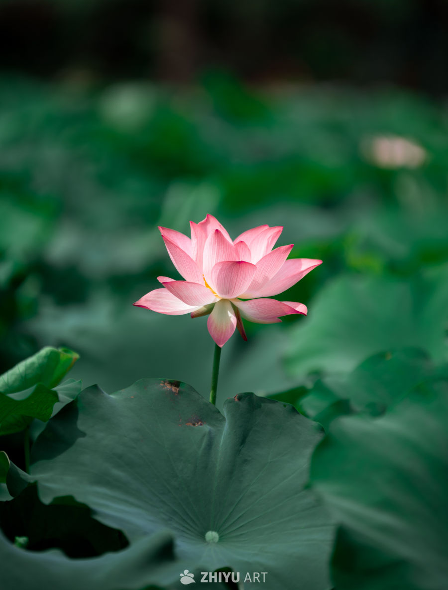 荷花 1