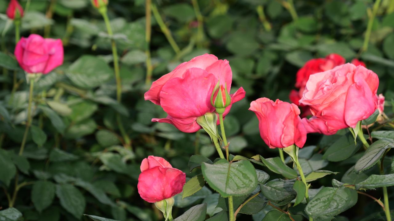 月季花 4