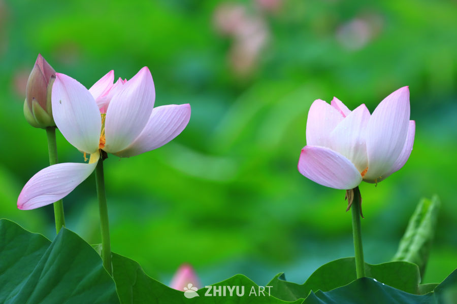 盛夏荷花 240