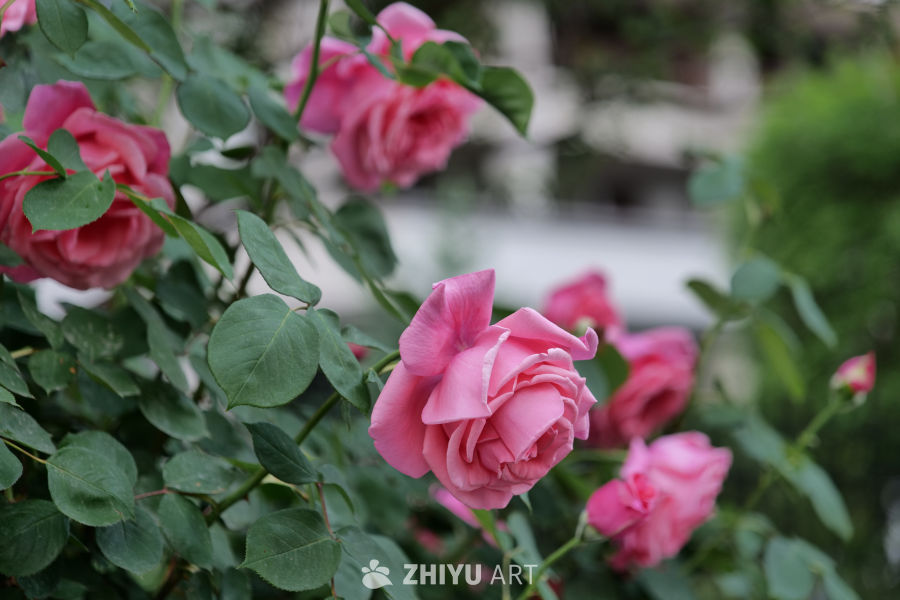 月季花 1