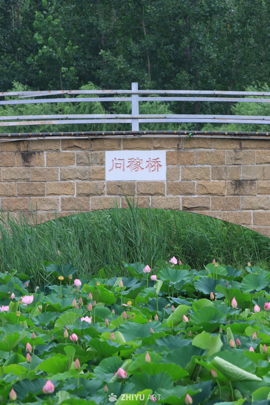 荷花 93