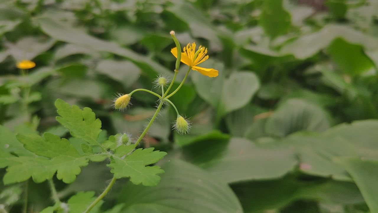 黄色小花