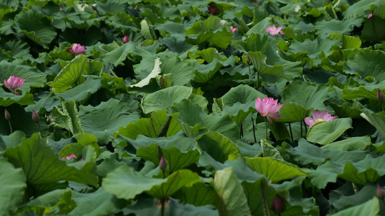 荷花 72