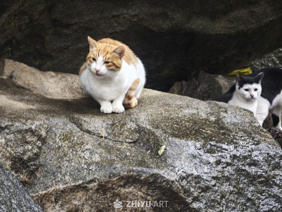 两只猫咪的悠闲时光