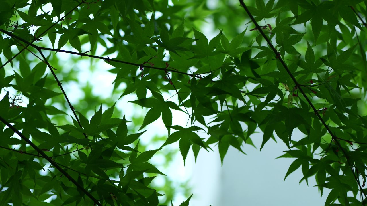中式建筑空镜头 6