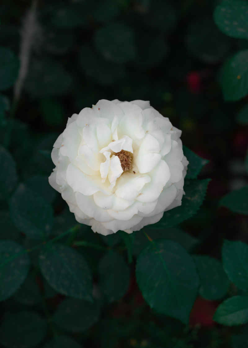月季花