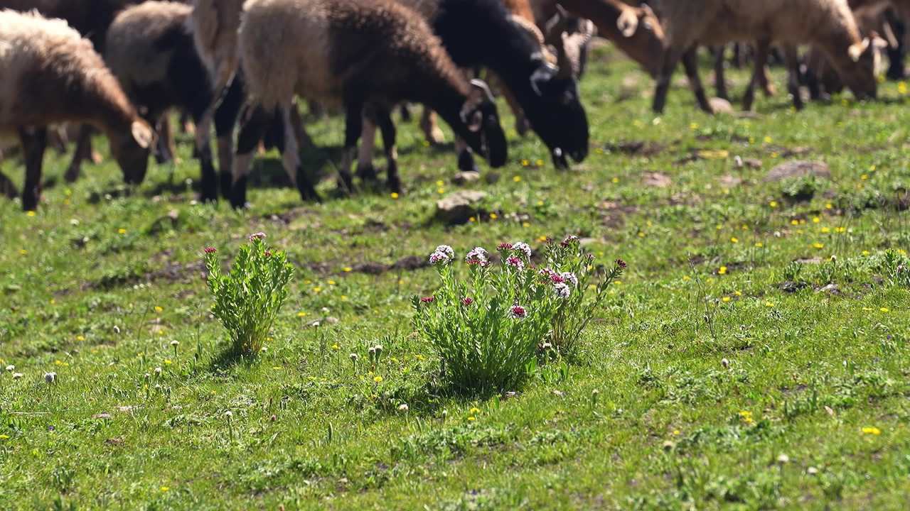 牛羊群在绿色草原悠然放牧