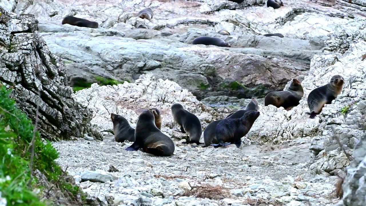 新西兰南岛各地的海狮 3