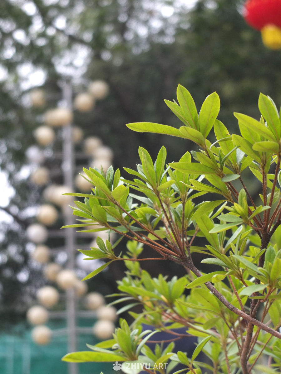 植物 5
