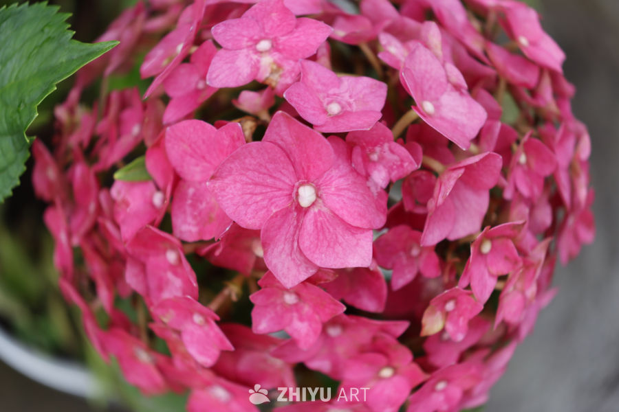 粉红绣球花绽放