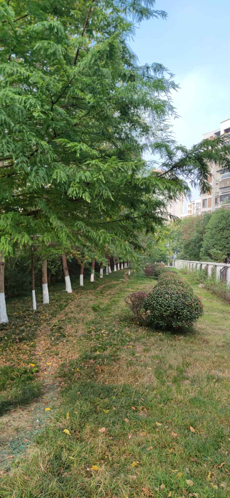 小区植物
