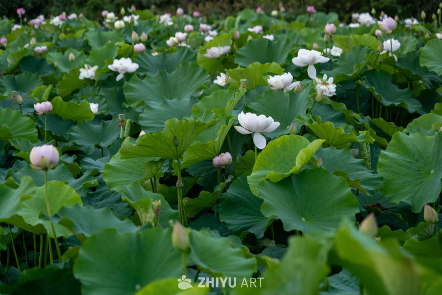 荷花 29