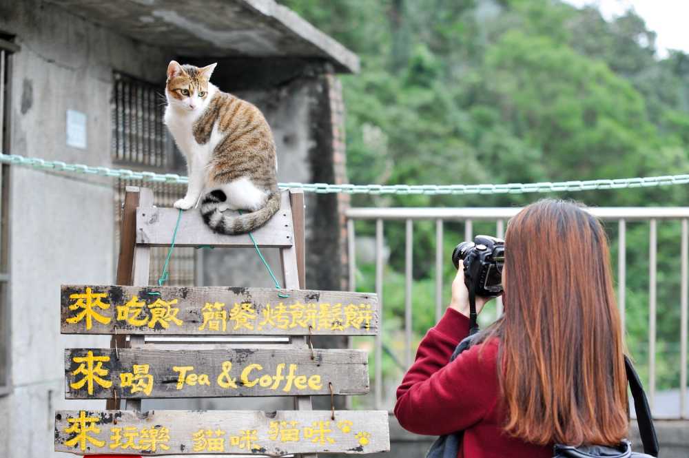 猫台湾照片景观
