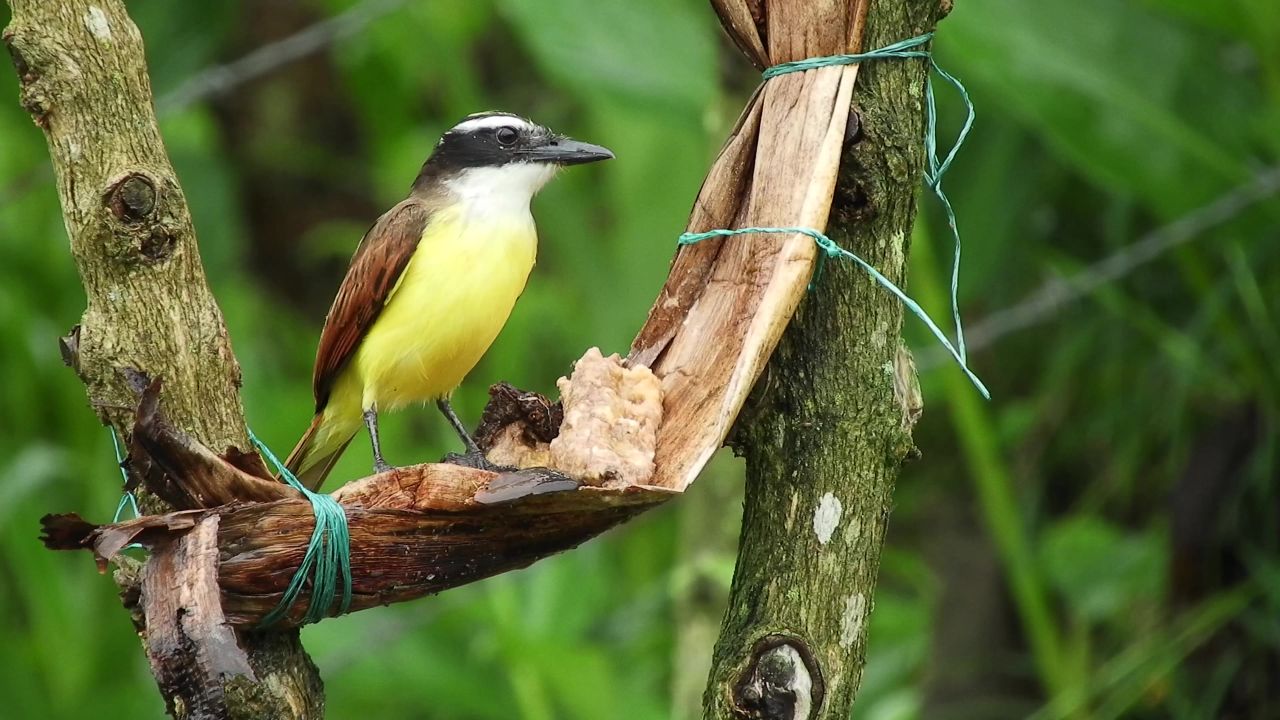 鸟自然哥伦比亚食品