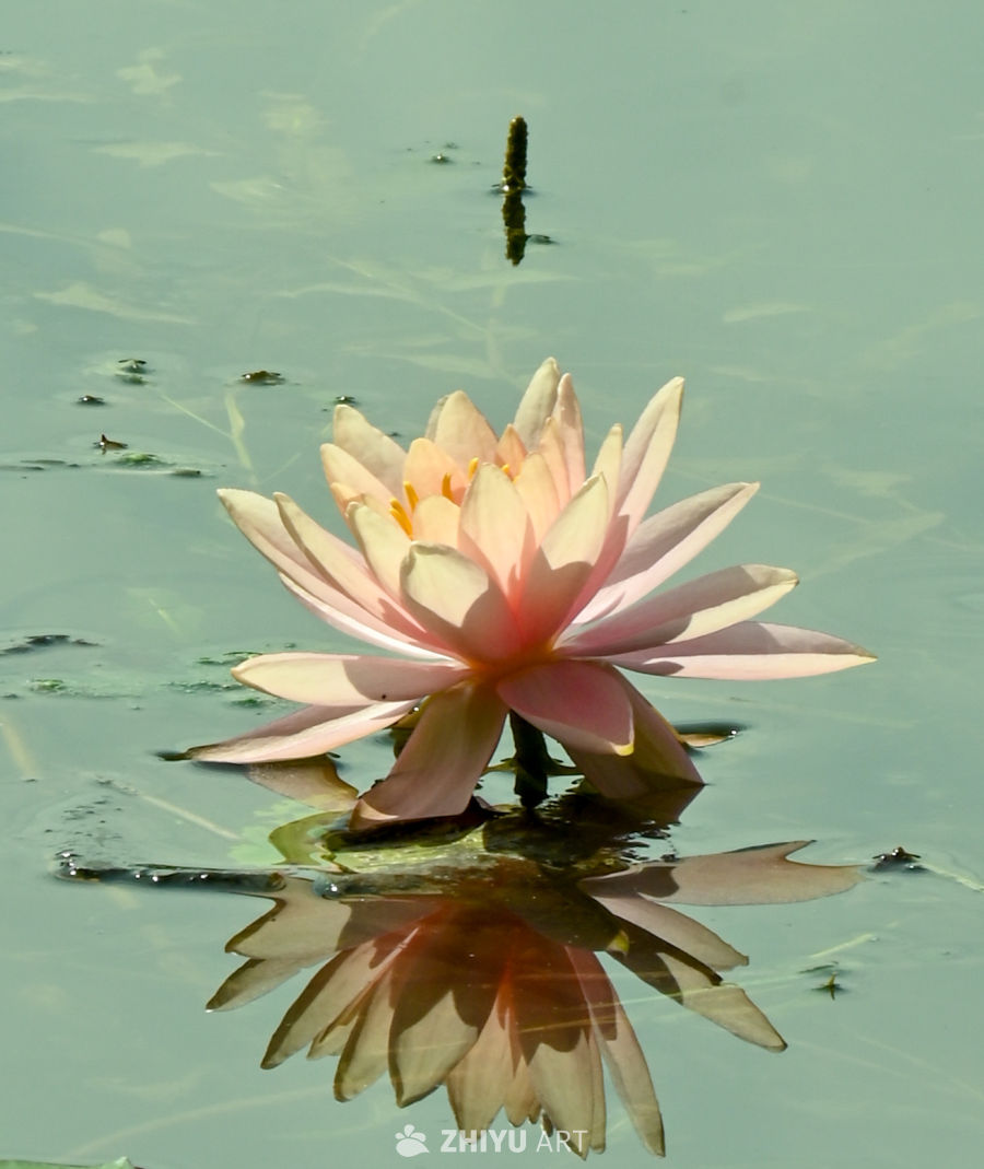 荷花🪷