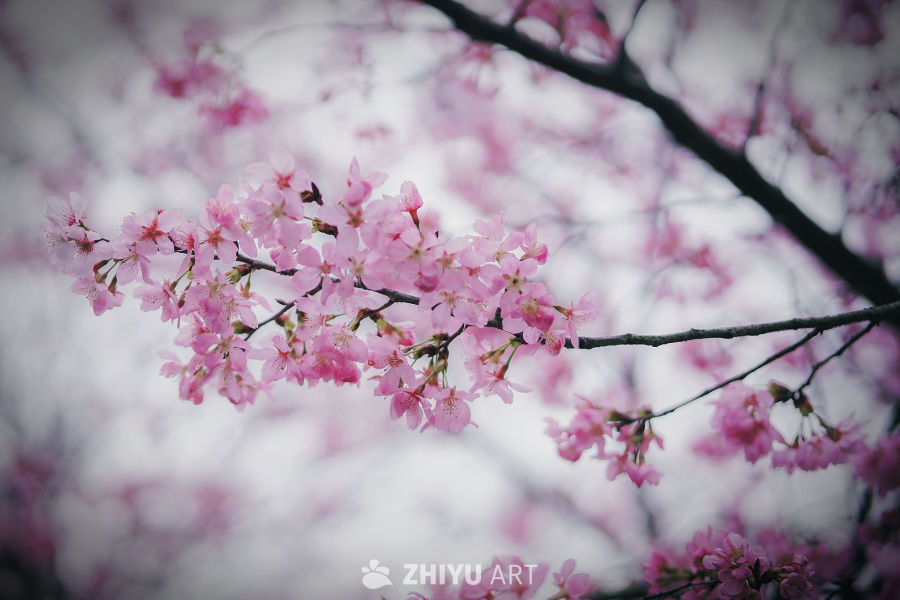 花开不语，自有芬芳， 风来无声，却解温柔。  