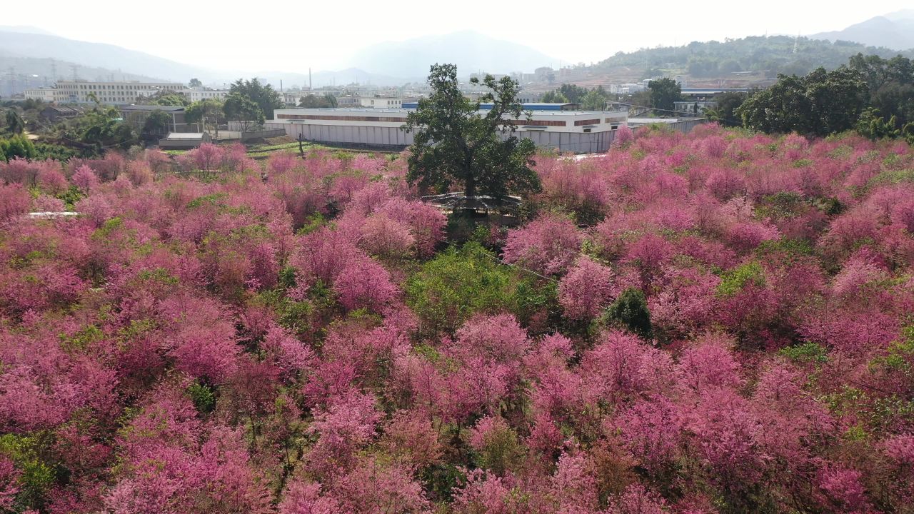 樱花航拍