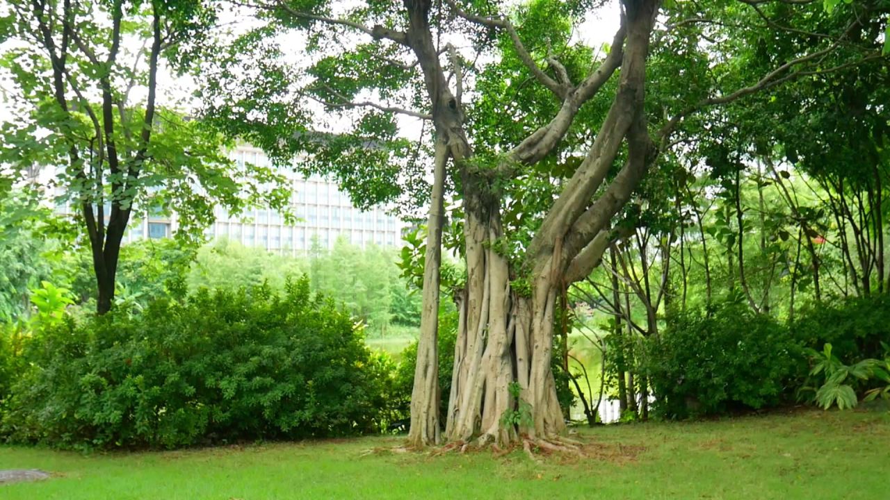 高大榕树